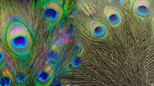 Paacock Feathers in which Direction Good for vasthu in Home