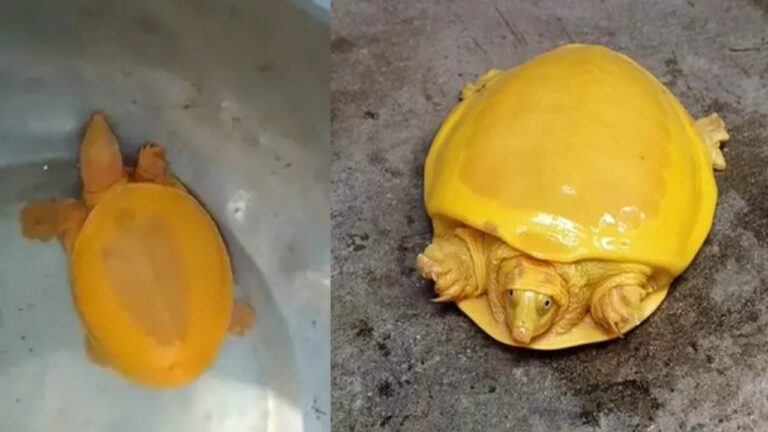 Rare Golden Tortoise found in Odisha, Photos Viral