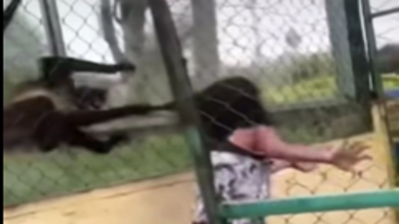 Spider monkey pull a girl hair repeatedly in zoo park