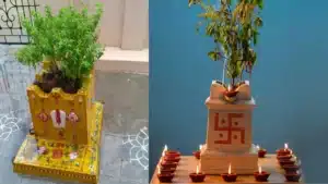 These rules are mandatory in Tulasi Puja to get success