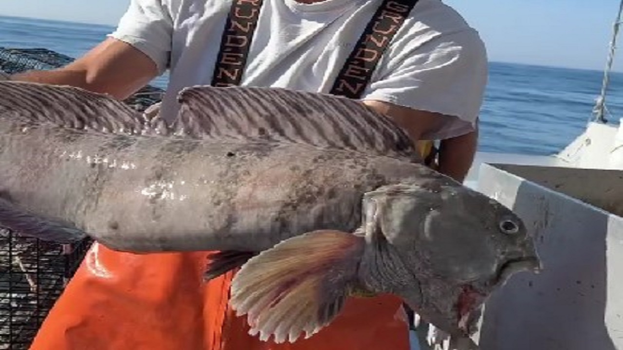 Wolf fish caught by fisherman video goes viral