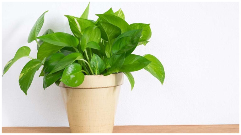 if-you-want-to-get-rid-of-financial-problems-and-become-rich-just-tie-this-for-money-plant