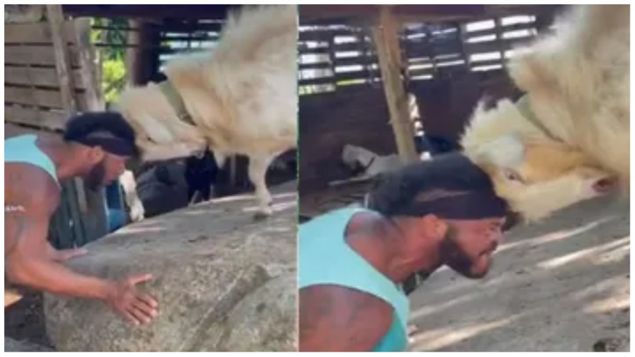 man fighting with goat video has gone viral in social media