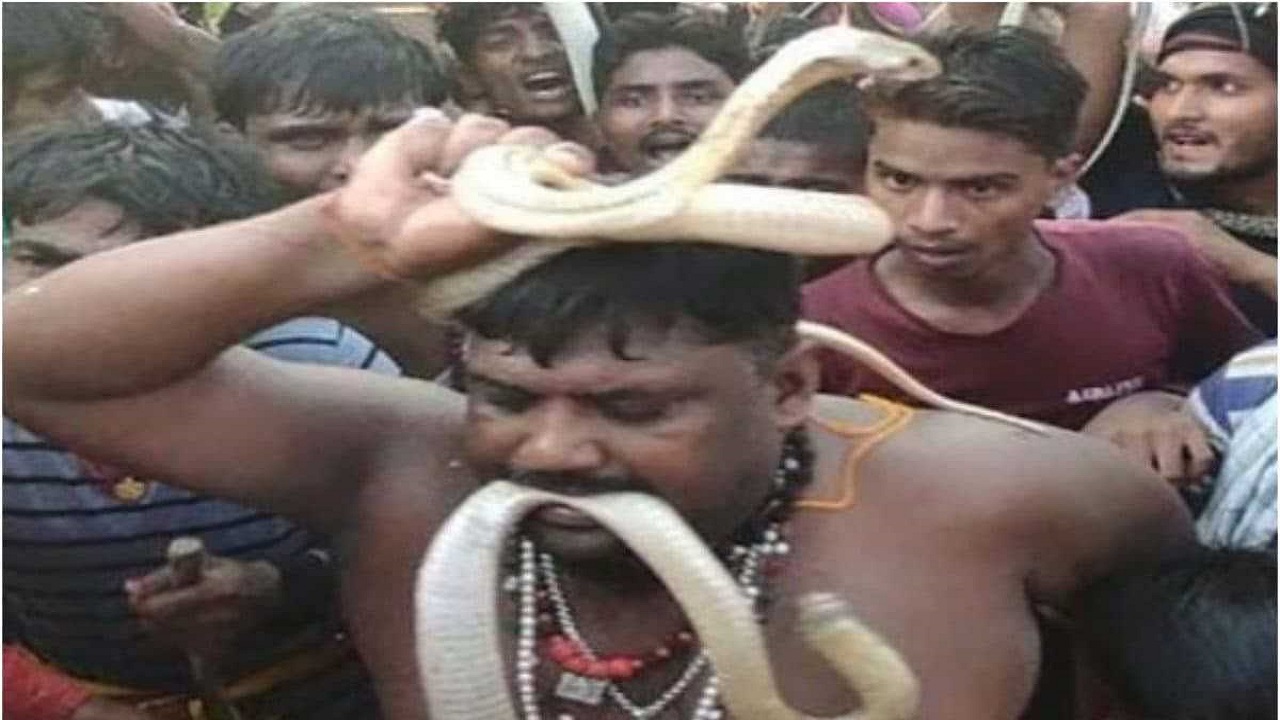 Snake fest: అది పాముల పండుగ.. పాములు పట్టుకుని విన్యాసాలు, నృత్యాలు మీరూ చూసేయండి!