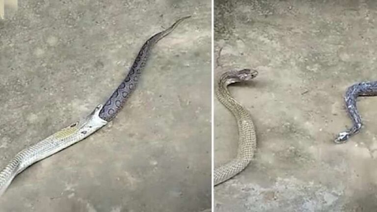 Another snake that came out of the mouth of the six feet king cobra