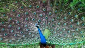 Can a female peacock get pregnant if a male peafowl drinks its tears and hHow true is this