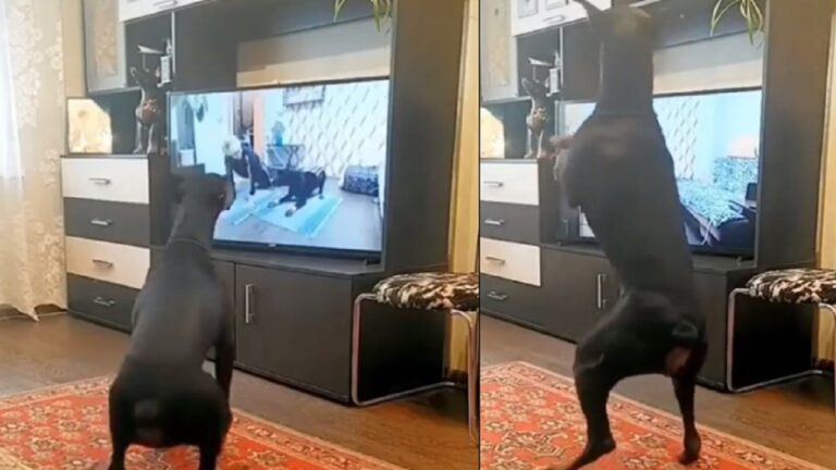 Dog exercising while watching TV