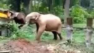 Elephant says thanks yo jcb
