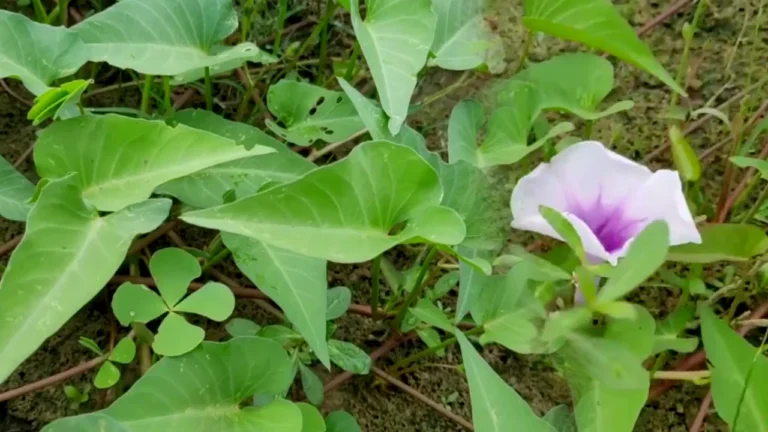 How Water Spinach Helps Control Blood Sugar Levels And Eye Sight Problems