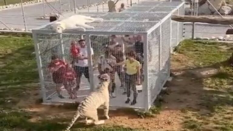 Human are kept in cages at chongking zoo park 1