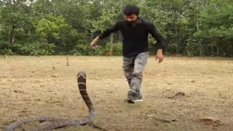 Snake catcher controls king cobra video goes viral