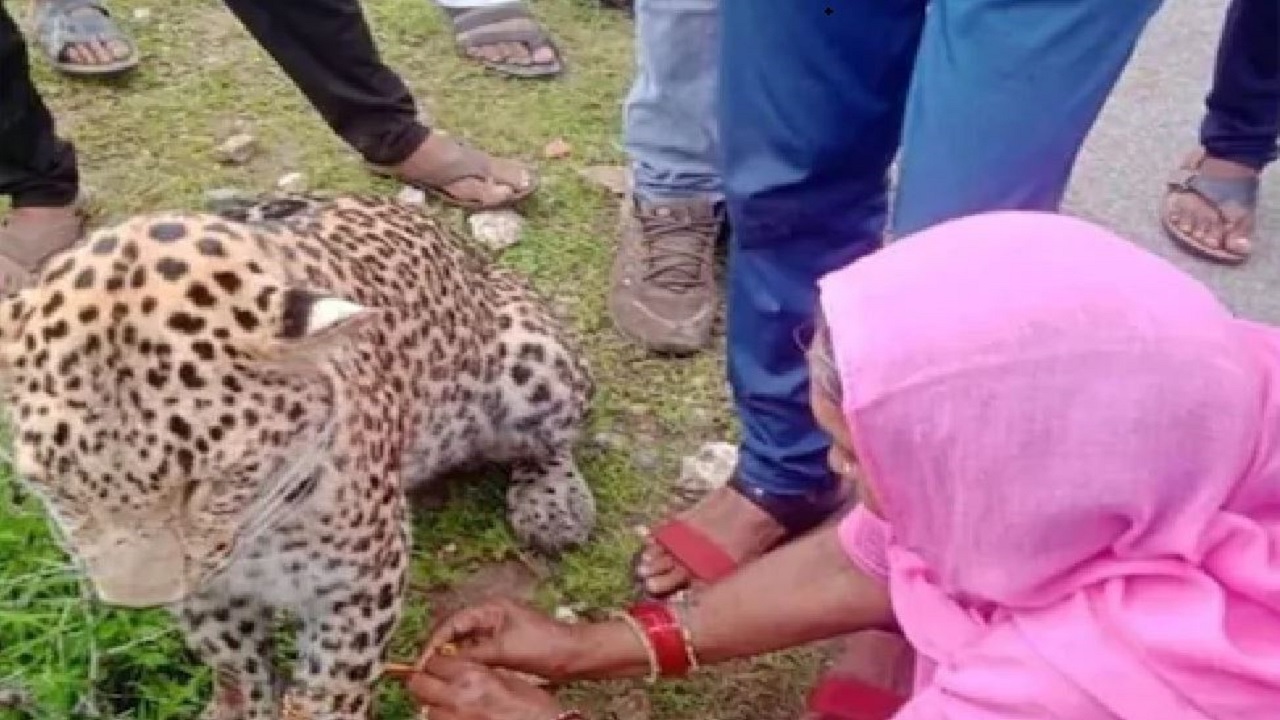 Woman ties rakhi to leopard photos goes viral
