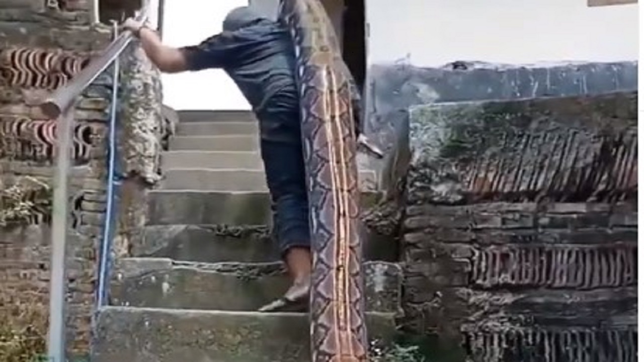 man carrying giant python video goes viral