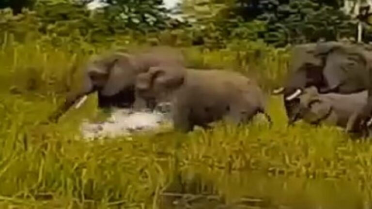 mother elephant rescue baby jumbo from crocodile