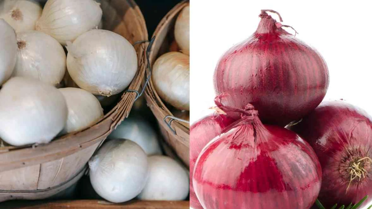 Onion Health Benefits : Red Onion And White Onion Health Benefits in Telugu