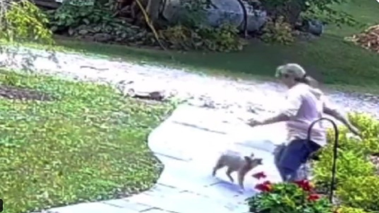 wild-fox-attacks-woman-who-talking-on-phone-while-walking-on-grass
