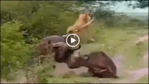 wild-gaur-lifted-lion-with-his-horns