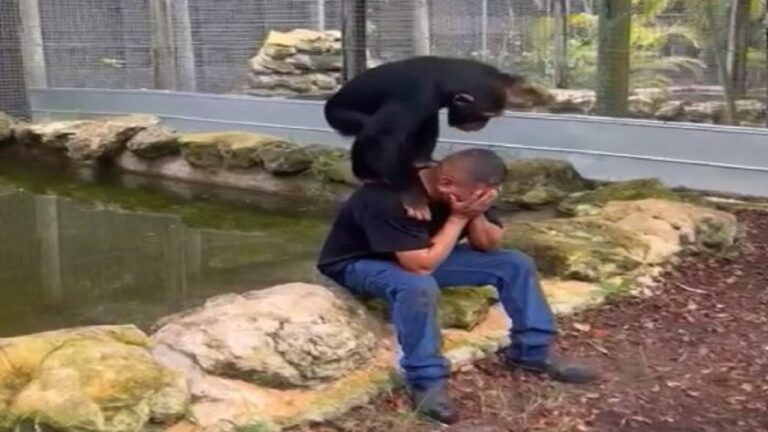 A chimpanzee comforts a crying man