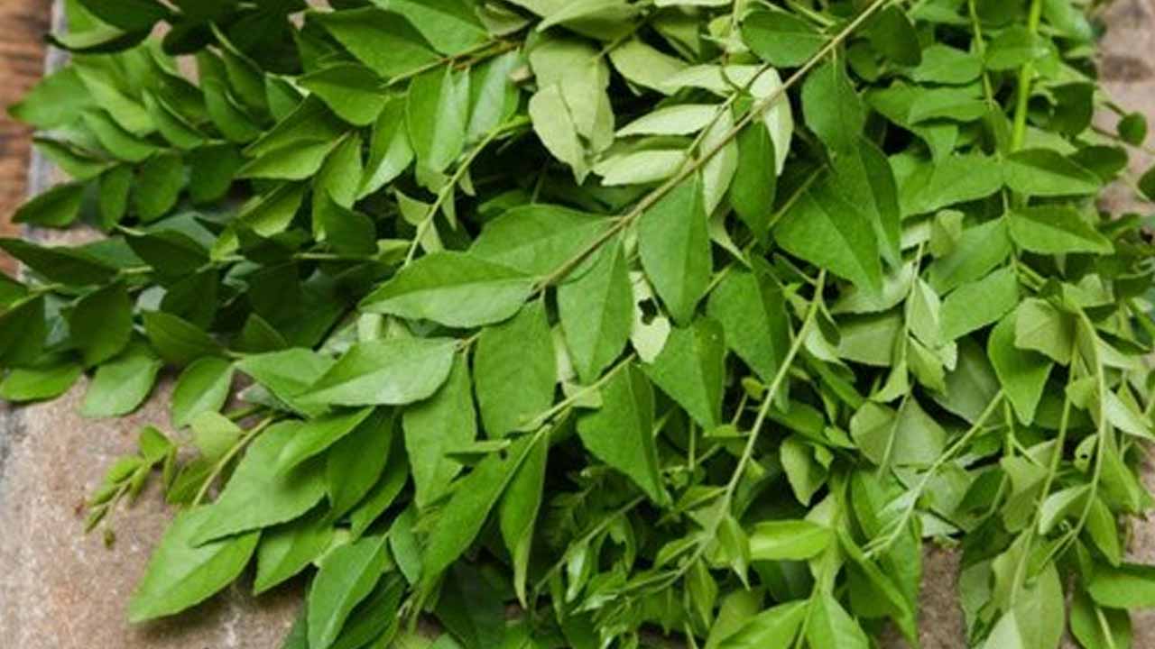 Curry leaves amazing hair growthing tip for all the people