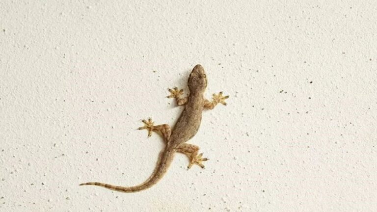 Do you know what happens if you find a dead lizard in your house