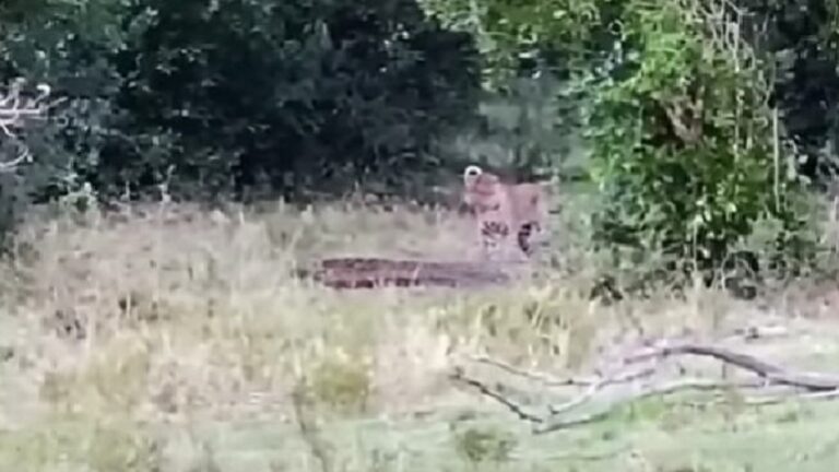 Leopard and Python Fighting video goes viral