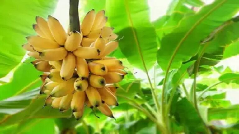 People must know the plant banana tree in whick direction