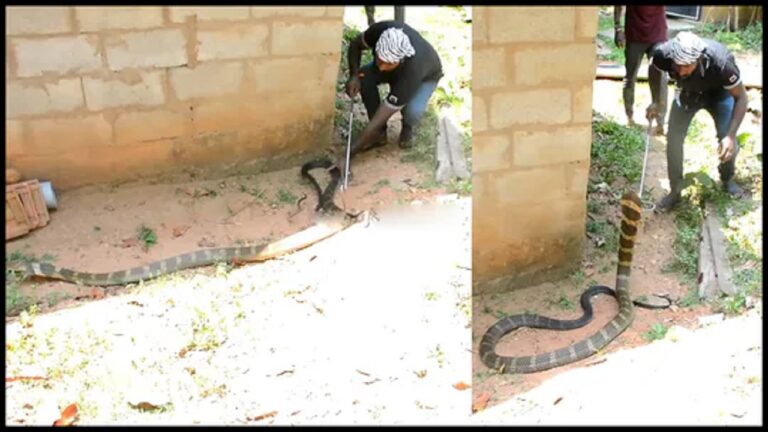 Snake Catcher Caught 10 feet king cobra video goes viral