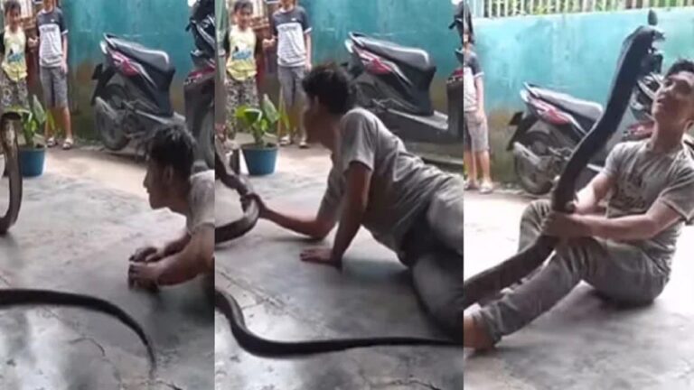 video of a young man playing with a king cobra is going viral on social media