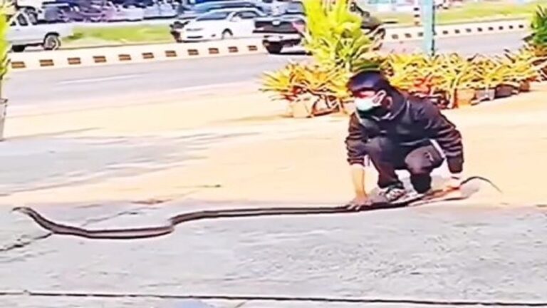 Boy catch snake video goes viral