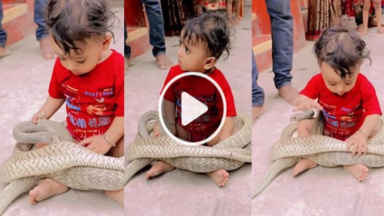 Boy to Play with Snake Video Viral on Social Media