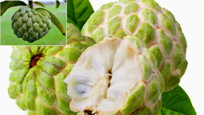 Do you know the side effects custard apple in telugu