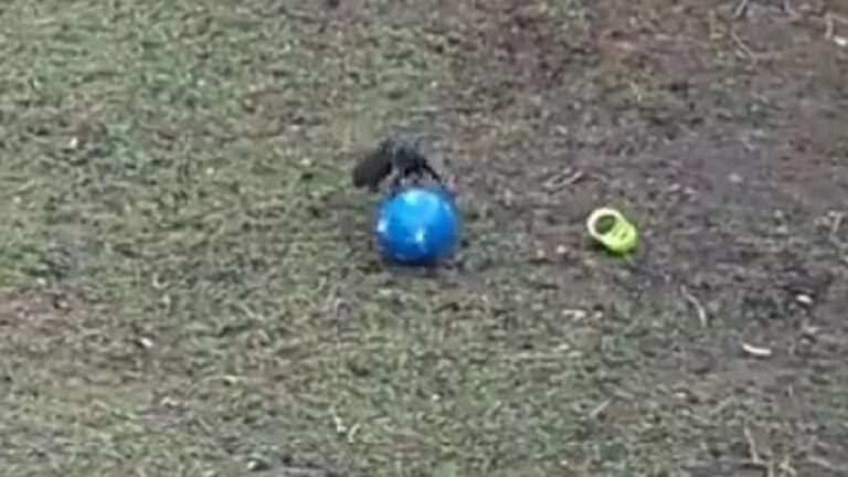 Squirrel plays with ball in park video goes viral