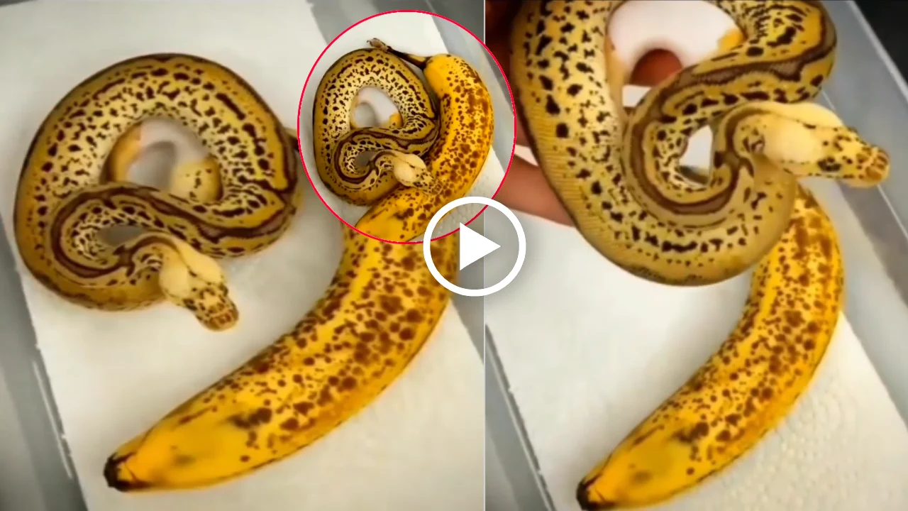 Viral Video : Man Try to take Banana, But That Snake Yellow Color Python