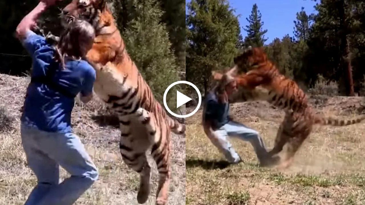 Viral Video _ Tiger Attacks Man in Forest Area, Goes Video Viral