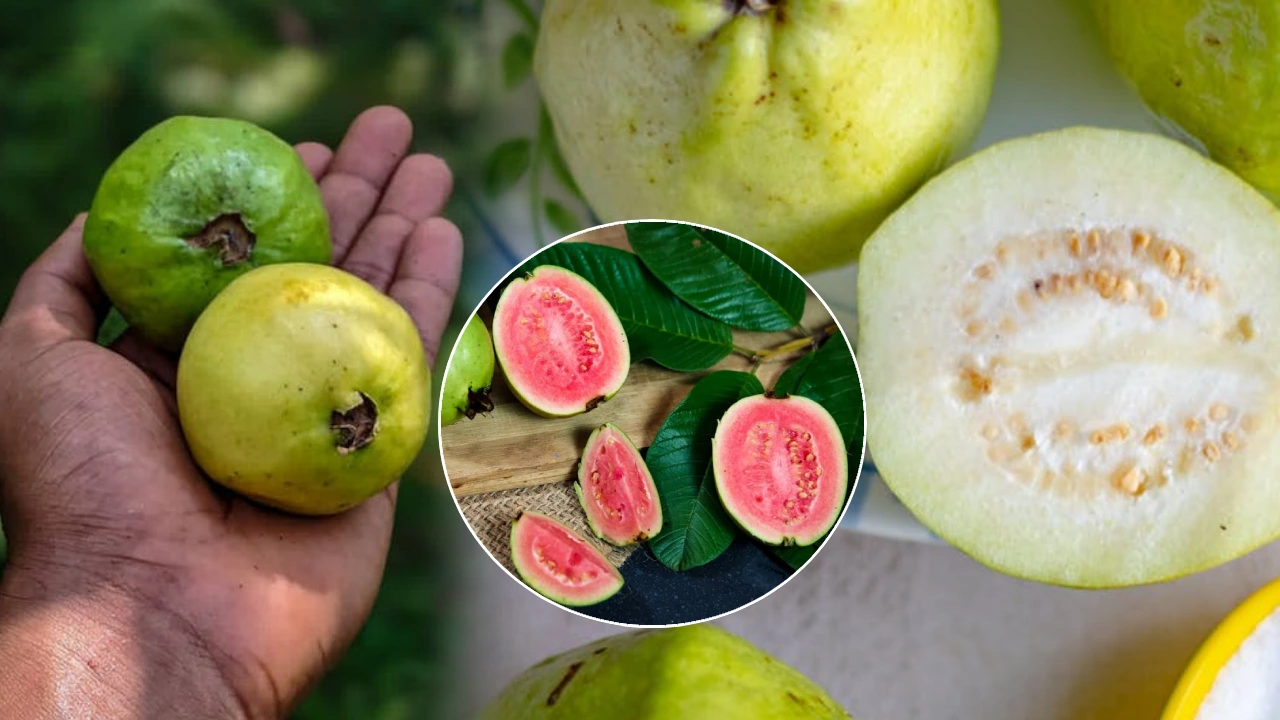 guava-health-benefits-and-importance-here