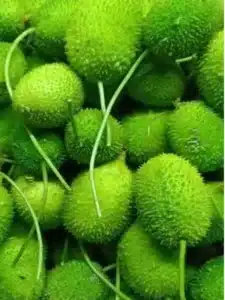 boda-kakarakaya-health-benefits