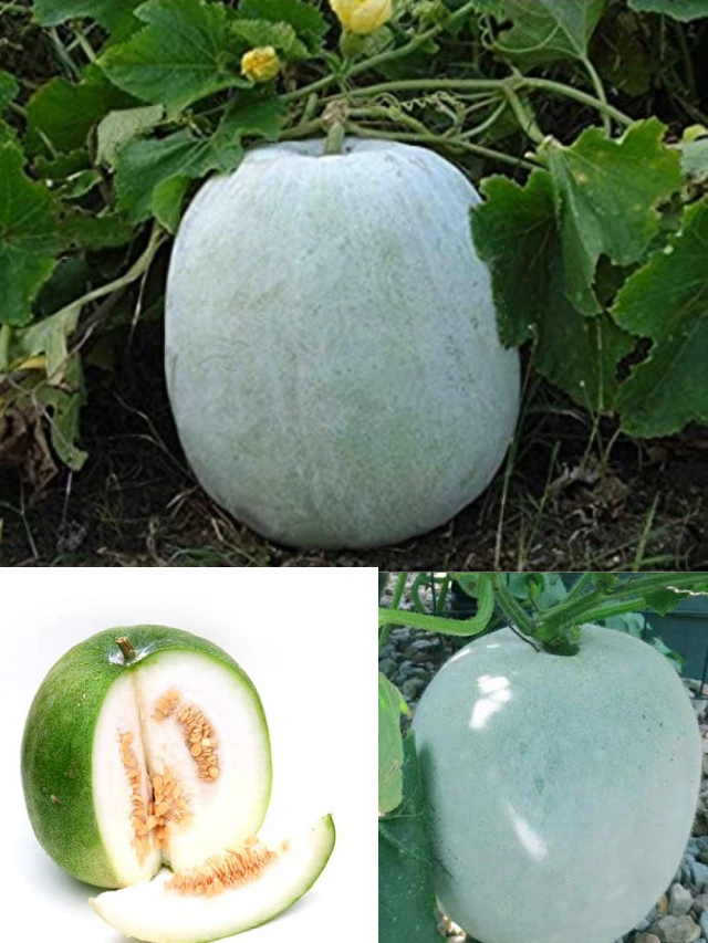 ash gourd health benefits in ayurveda in telugu