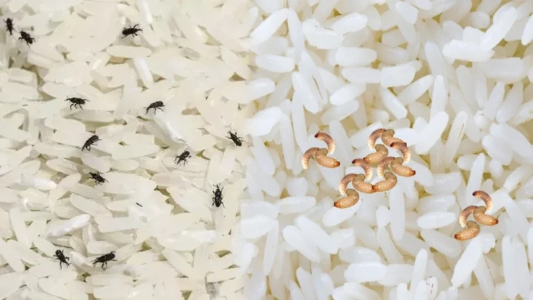 Home tips to prevent worms, insects from stored rice