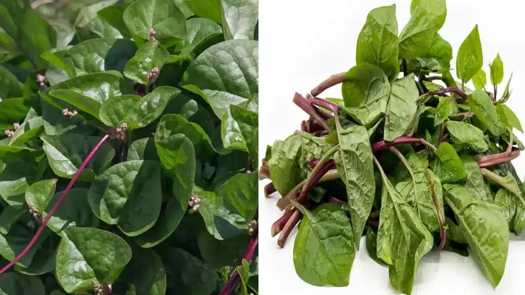 malabar spinach