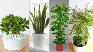 Vastu Tips