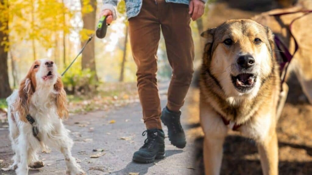 Why does my dog bark at some strangers and not others