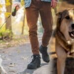 Why does my dog bark at some strangers and not others