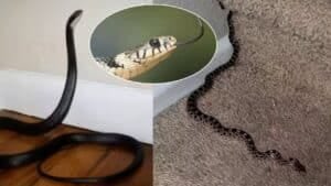 snakes away during monsoon safe home tips