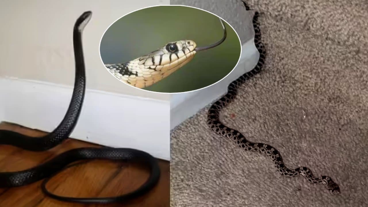 snakes away during monsoon safe home tips